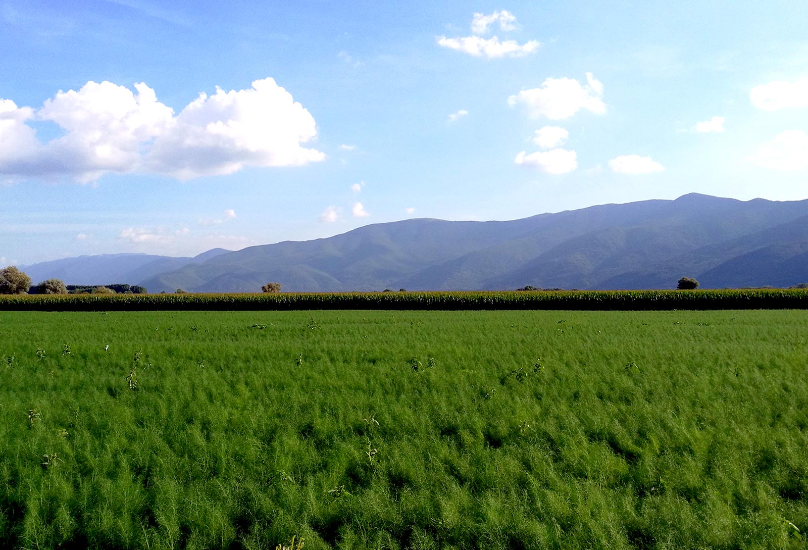 opoa marsia cooperativa di produttori del fucino